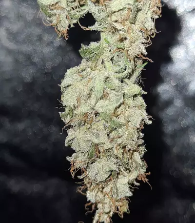 Amphetamine Auto (Cream of the Crop Seeds) Cannabis-Samen