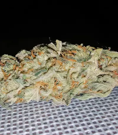 Ayahuasca Purple (Barney's Farm) Cannabis-Samen