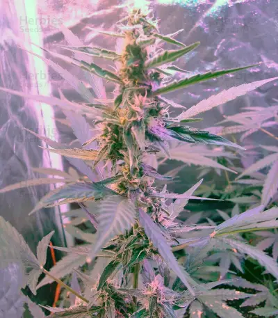 Green-O-Matic Auto (GHS) Cannabis-Samen