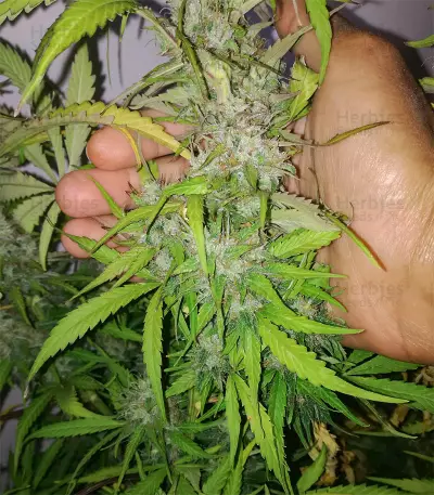AK-77V strain