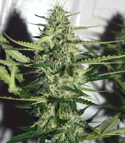 Pro Auto Mix feminisiertes Saatgut (Seedstockers)