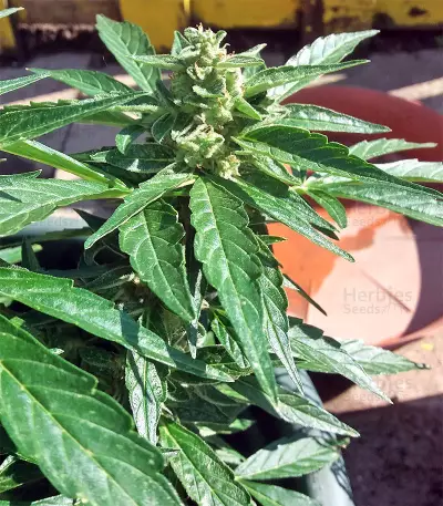 BCN Power Plant Autoflower (Seedstockers) Cannabis-Samen