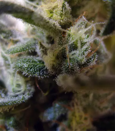 Berry Ryder Auto (Auto Seeds) Cannabis-Samen