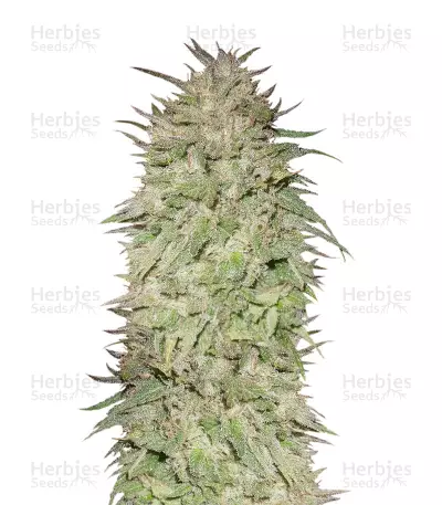 Big Freeze (Big Head Seeds) Cannabis-Samen