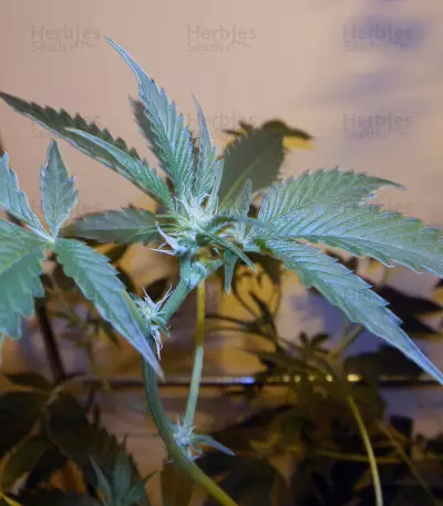 Brain Cake (Ripper Seeds) Cannabis-Samen