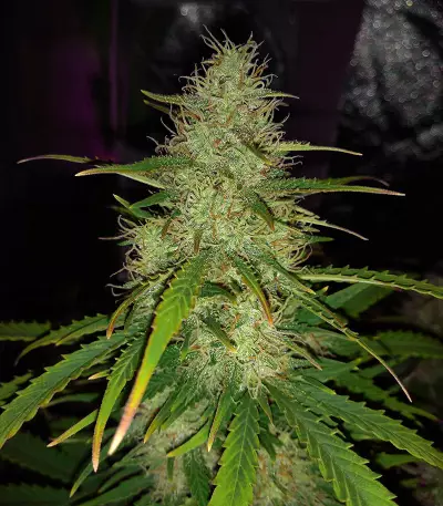 Bubble Bud (Blackskull Seeds) Cannabis-Samen