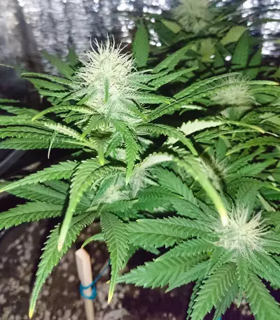California Indica (Sensi Seeds)