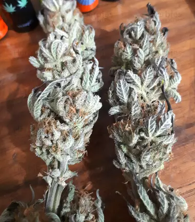 Californian Orange (Dutch Passion) Cannabis-Samen