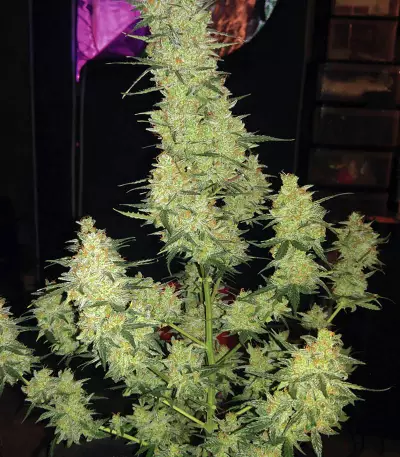 Cherry Bomb Auto (Bomb Seeds) Cannabis-Samen