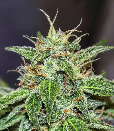 Choco Thai Auto-Samen (Herbies Seeds)