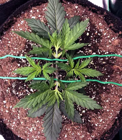 Chocolate Heaven (G13 Labs) Cannabis-Samen