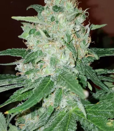 Critical Kush regular (Barney's Farm) Cannabis-Samen