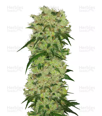 GH Cheese x Pineapple x Chemdog (GHS) Cannabis-Samen