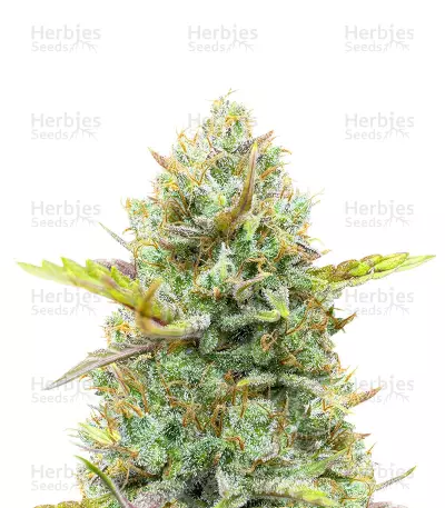 Guava Auto feminisierte Samen (Fast Buds)