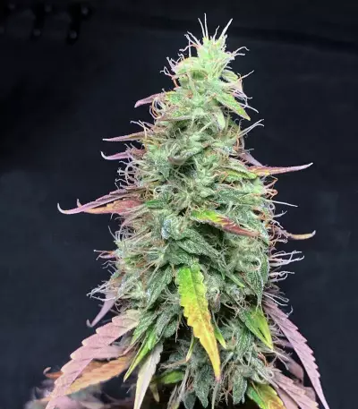 Goxuak Auto (Genehtik Seeds) Cannabis-Samen