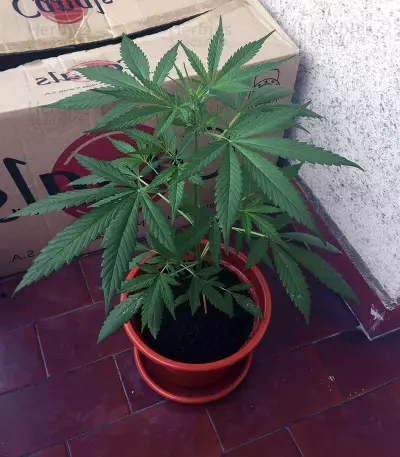 Head Stash Auto (Big Head Seeds) Cannabis-Samen
