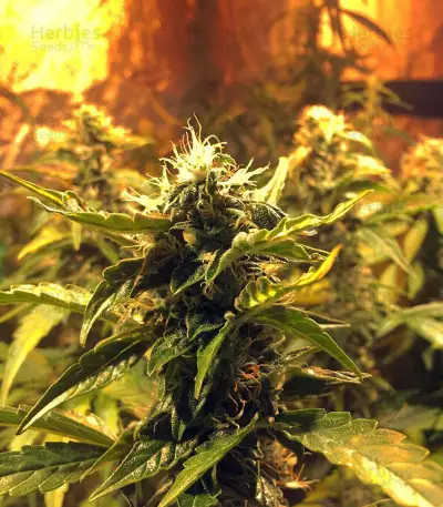 Jack Diesel (Positronics Seeds) Cannabis-Samen