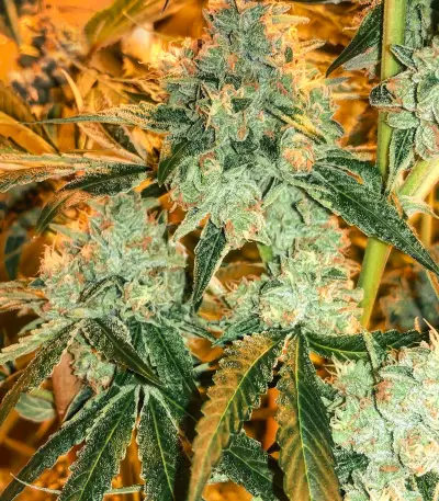 Josh D OG (Karma Genetics) Cannabis-Samen