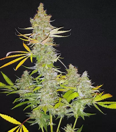 Matanuska Tundra aka Alaskan Thunderfuck (Sagarmatha Seeds) Cannabis-Samen