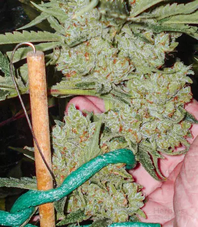 Moonshine’s Ghost Train Haze (Rare Dankness Seeds) Cannabis-Samen