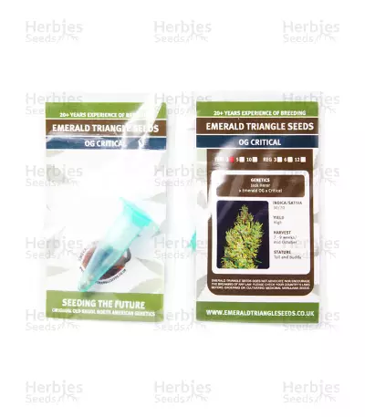 OG Critical (Emerald Triangle Seeds) Cannabis-Samen