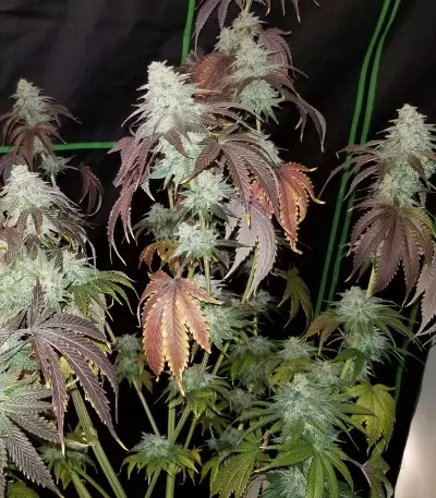OGKZ (Humboldt Seeds Organization) Cannabis-Samen