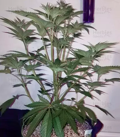 OGKZ (Humboldt Seeds Organization) Cannabis-Samen