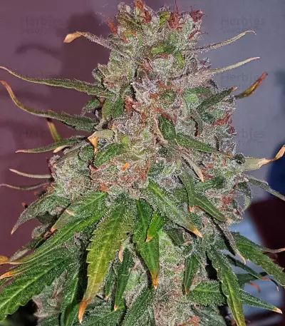 OGesus Auto (Expert Seeds) Cannabis-Samen
