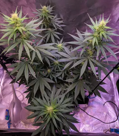 Outdoor Hurricane (Kera Seeds) Cannabis-Samen