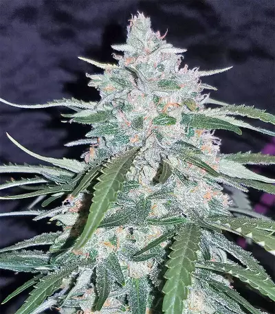 Pineapple (Seedstockers) Cannabis-Samen