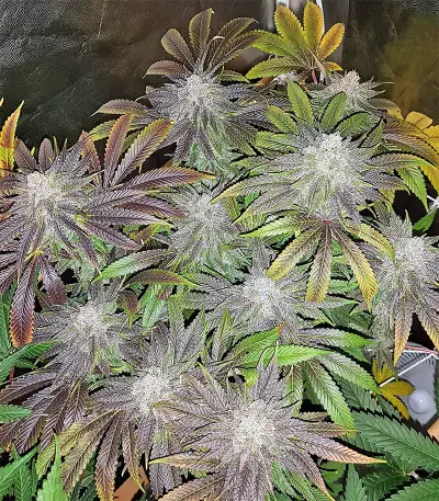 Pineapple (Seedstockers) Cannabis-Samen