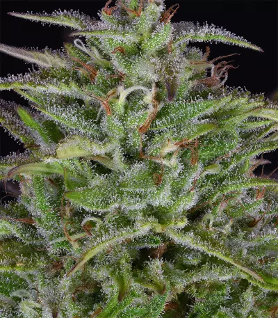Sherbert Dab (Big Head Seeds) Cannabis-Samen