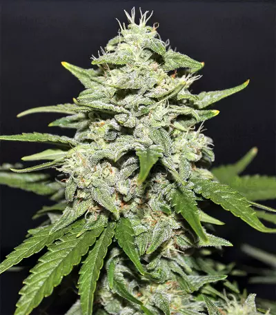 Sour Crack Auto (Mephisto Genetics) Cannabis-Samen