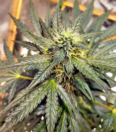 Sticky Fingers Autoflower (Seedstockers) Cannabis-Samen