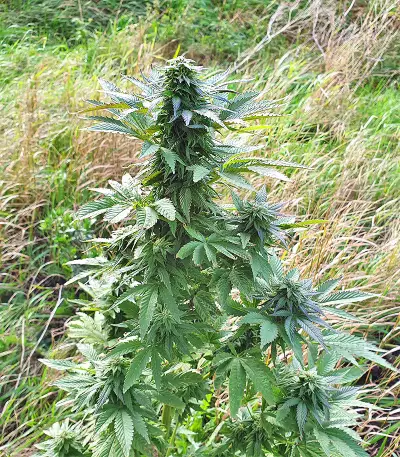 Super Skunk Autoflower (Seedstockers) Cannabis-Samen