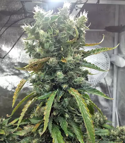 Super Skunk (Seedstockers) Cannabis-Samen