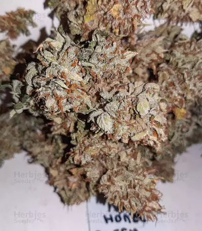 Sweet Mango Auto (GHS) Cannabis-Samen