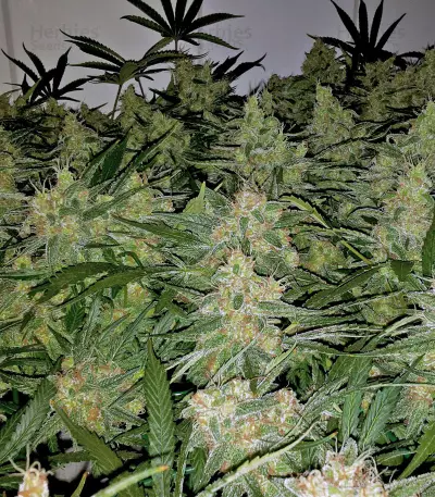 Tangilope (DNA Genetics) Cannabis-Samen