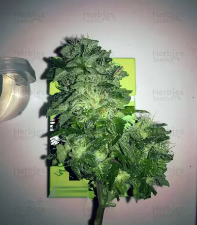 White Widow (Big Head Seeds) Cannabis-Samen