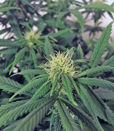 A.M.S. (GHS) Cannabis-Samen