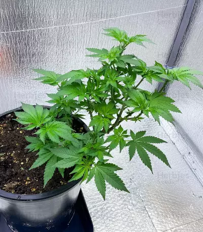 Bay Burger feminisierte Samen (Delicious Seeds)