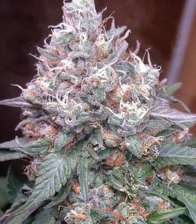 Gorilla SFV OG (Expert Seeds) Cannabis-Samen