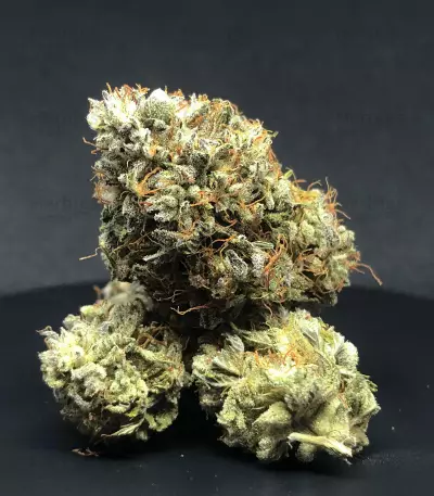 Gelato 41 x Gelato 41 Auto feminisierte Samen (Green House Seeds)
