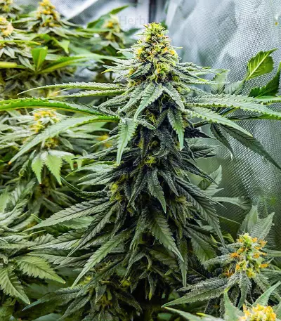 Hero Cookies feminisierte Samen (AlphaFem Seeds)