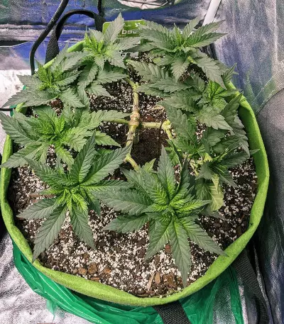 Jack’s Dream Samen feminisiert (Green House Seeds)
