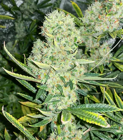 Kali Banner feminisierte Samen (AlphaFem Seeds)