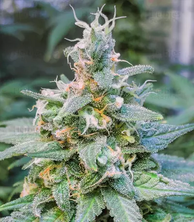 Kiwi Skunk (Kiwi Seeds) Cannabis-Samen