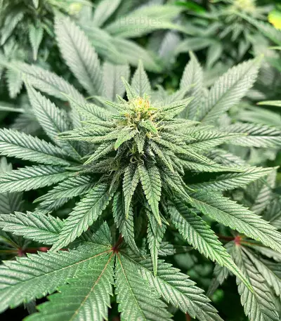 Kukulkán (Pyramid Seeds) Cannabis-Samen