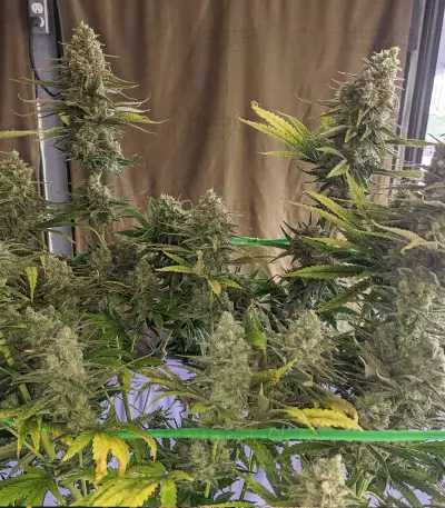 Monster Gelato (Monster Genetics) Cannabis-Samen