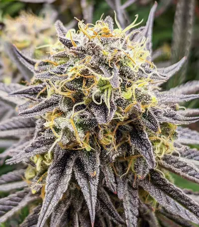 Punch Cookies feminisierte Samen (AlphaFem Seeds)